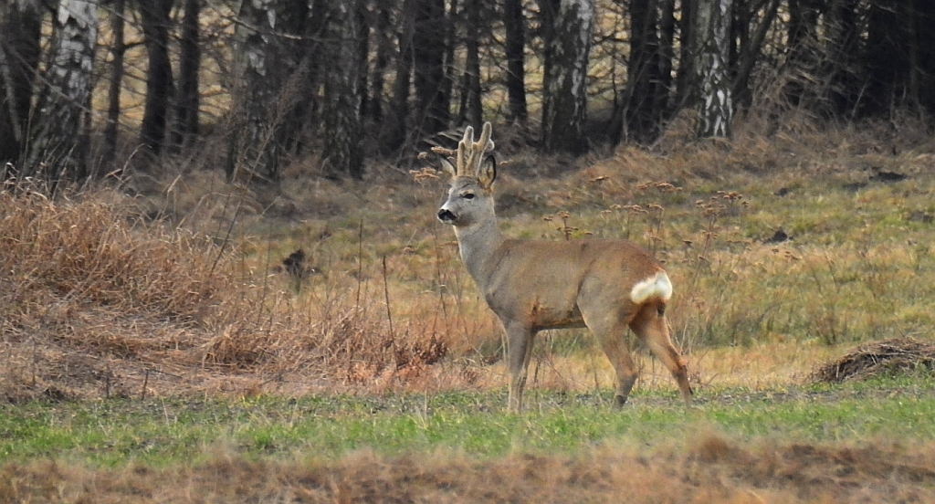 Sarna europejska, sarna (Capreolus capreolus)