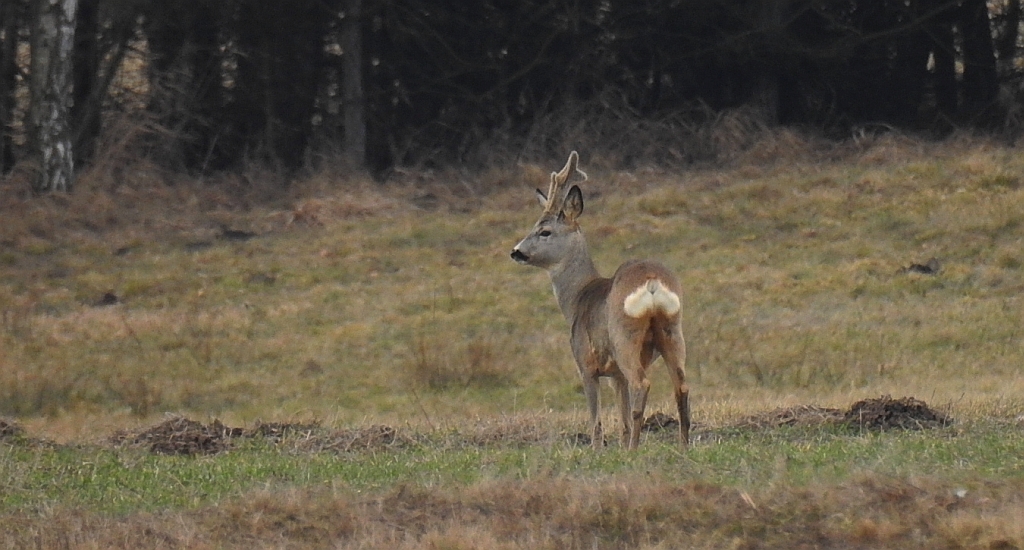 Sarna europejska (Capreolus capreolus)