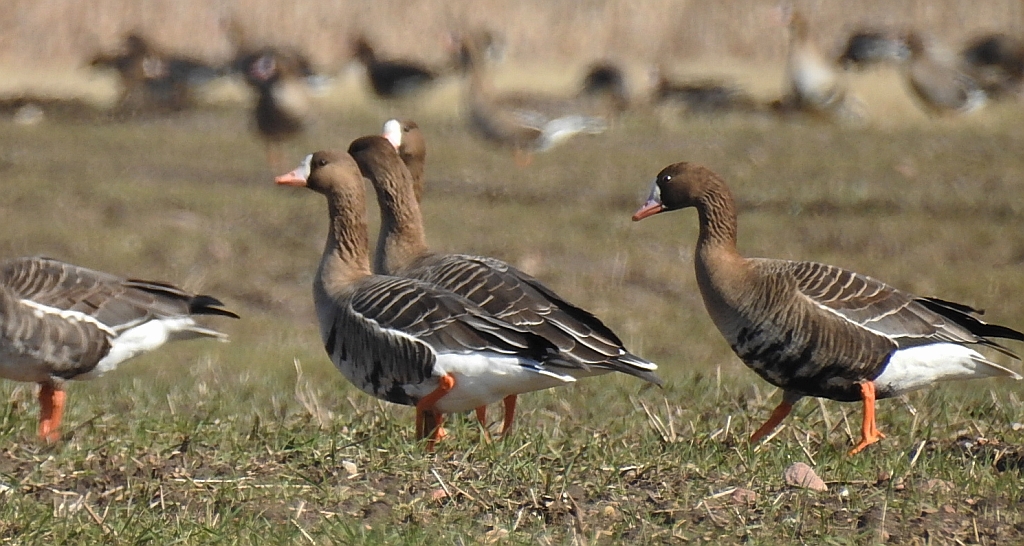Gęś białoczelna, gęś białoczółka (Anser albifrons)