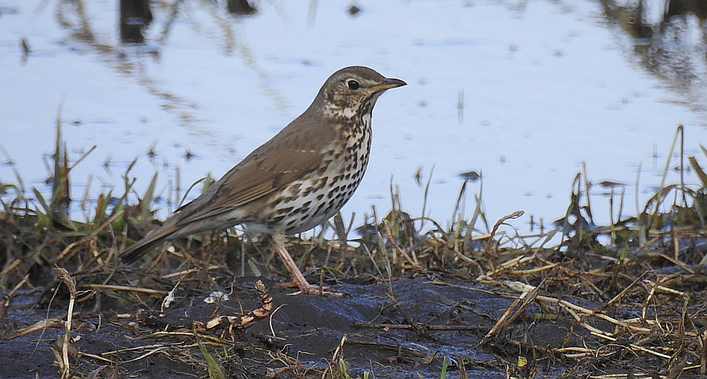Drozd śpiewak, śpiewak (Turdus philomelos)