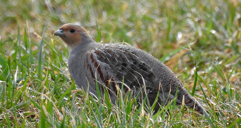 Kuropatwa zwyczajna, kuropatwa (Perdix perdix)