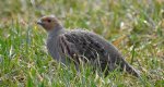 Kuropatwa zwyczajna, kuropatwa (Perdix perdix)
