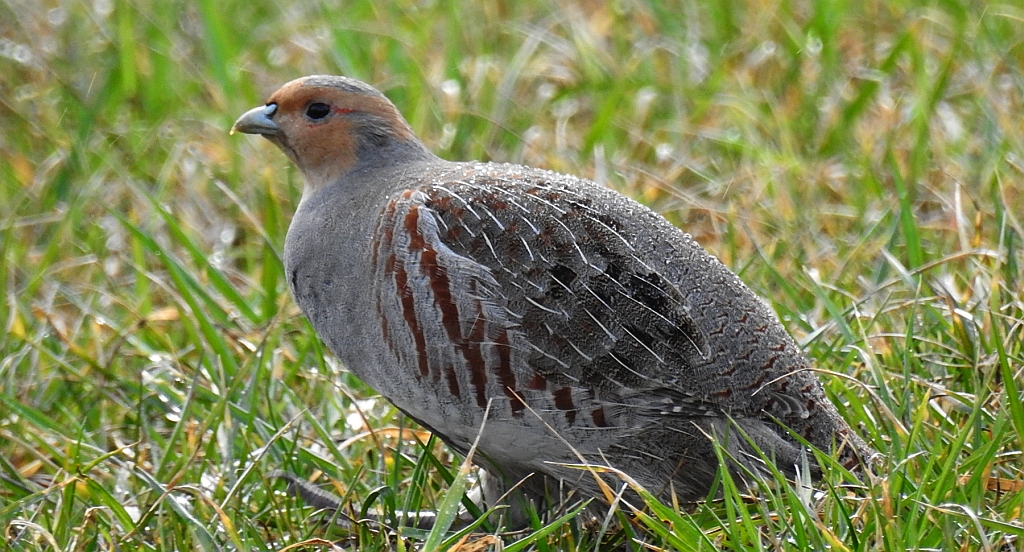Kuropatwa zwyczajna, kuropatwa (Perdix perdix)