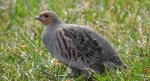 Kuropatwa zwyczajna, kuropatwa (Perdix perdix)