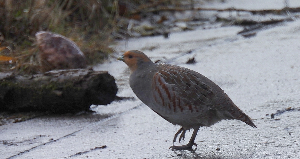 Kuropatwa zwyczajna, kuropatwa (Perdix perdix)