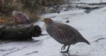 Kuropatwa zwyczajna, kuropatwa (Perdix perdix)