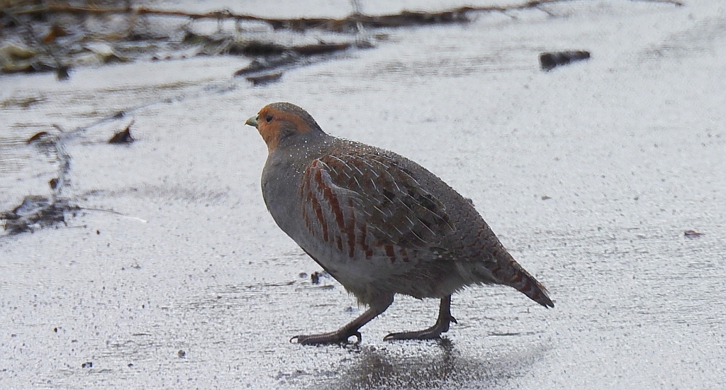 Kuropatwa zwyczajna, kuropatwa (Perdix perdix)