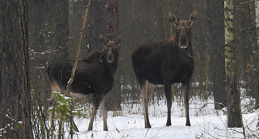 Łoś euroazjatycki (Alces alces)