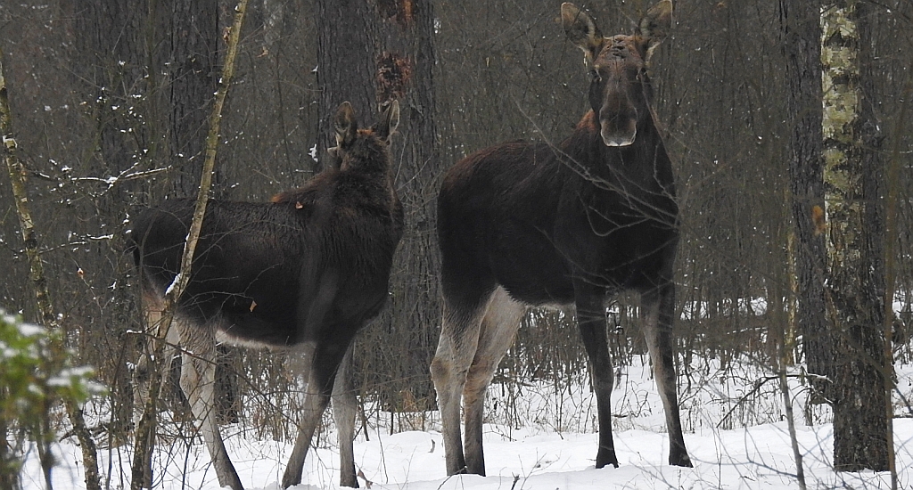 Łoś euroazjatycki (Alces alces)