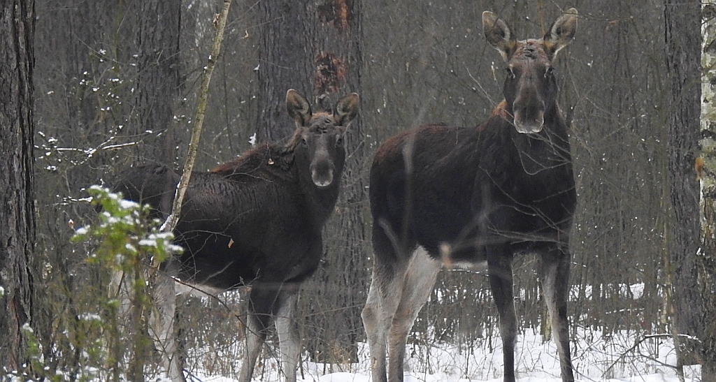 Łoś euroazjatycki (Alces alces)