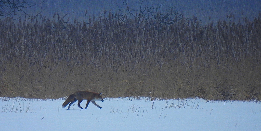 Lis rudy, lis pospolity (Vulpes vulpes)