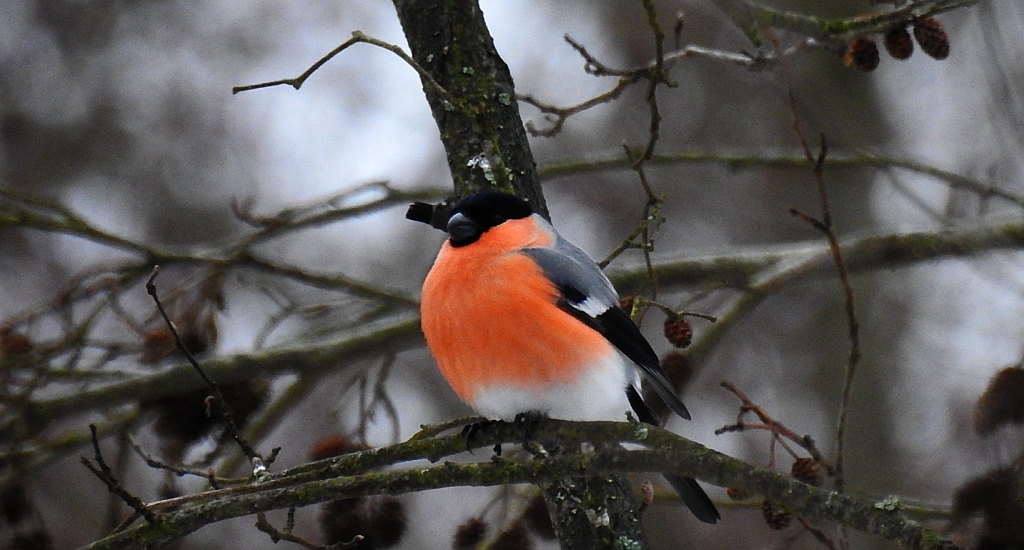 Gil zwyczajny, gil (Pyrrhula pyrrhula)