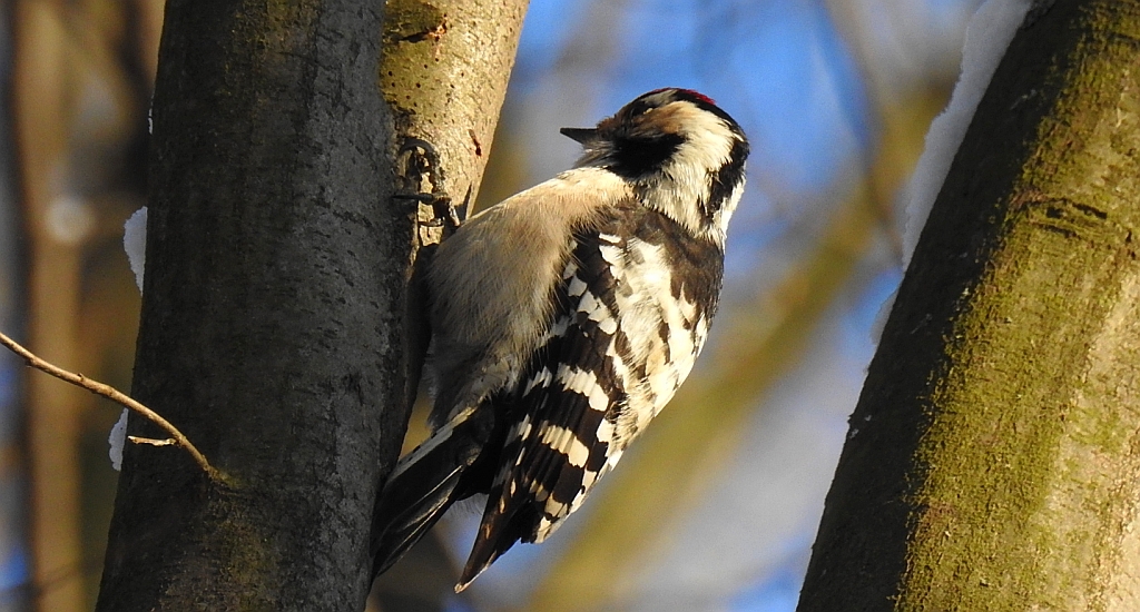 Dzięciołek, dzięcioł mały (Dendrocopos minor)