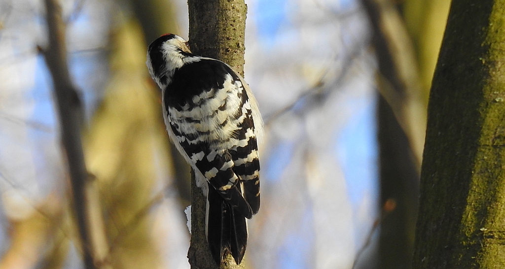 Dzięciołek, dzięcioł mały (Dendrocopos minor)