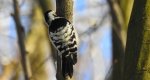 Dzięciołek, dzięcioł mały (Dendrocopos minor)