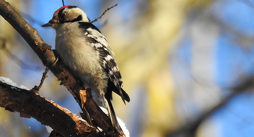 Dzięciołek, dzięcioł mały (Dendrocopos minor)