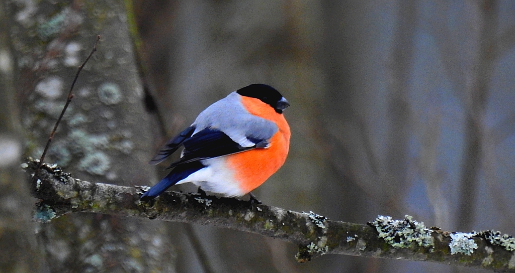 Gil zwyczajny, gil (Pyrrhula pyrrhula)