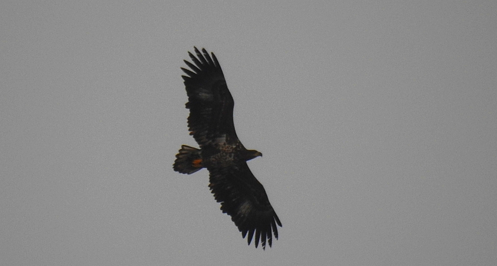 Bielik zwyczajny, bielik (Haliaeetus albicilla)