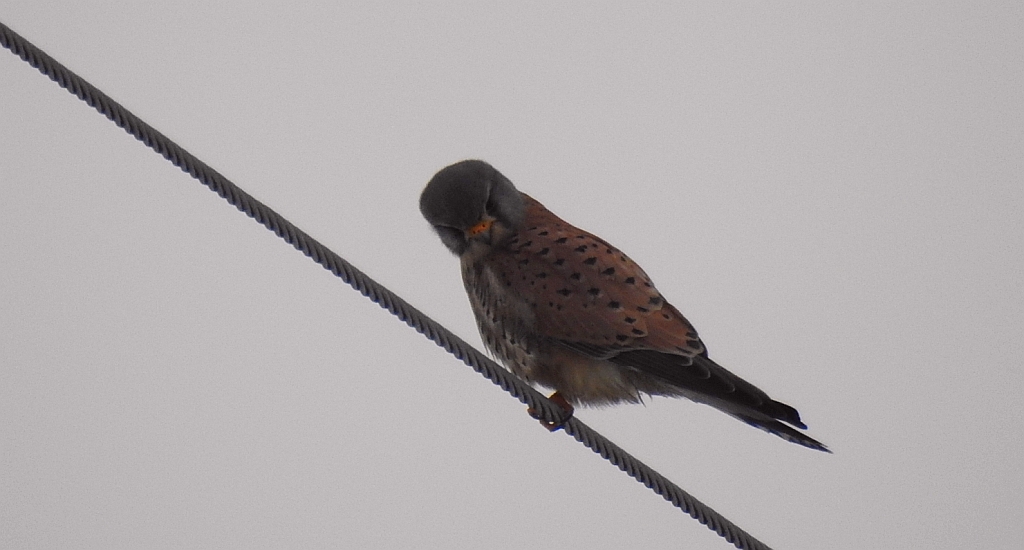 Pustułka zwyczajna, pustułka, sokół pustułka (Falco tinnunculus)