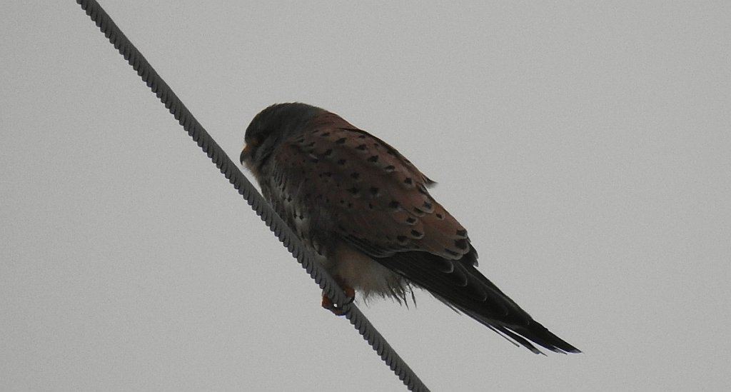 Pustułka zwyczajna, pustułka, sokół pustułka (Falco tinnunculus)