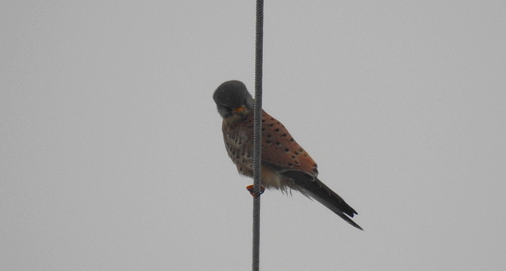 Pustułka zwyczajna, pustułka, sokół pustułka (Falco tinnunculus)