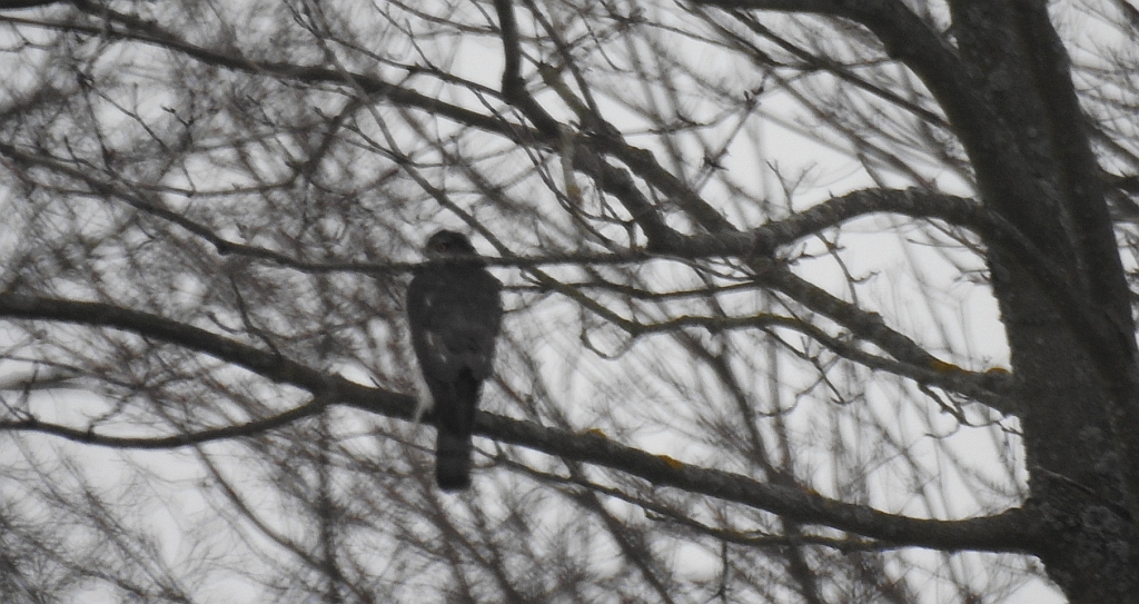 Krogulec zwyczajny, krogulec, jastrząb wróblarz (Accipiter nisus)