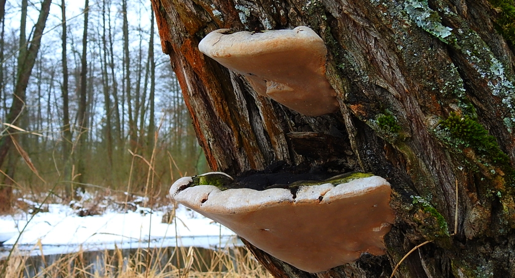 Korzeniowiec sosnowy (Heterobasidion annosum)