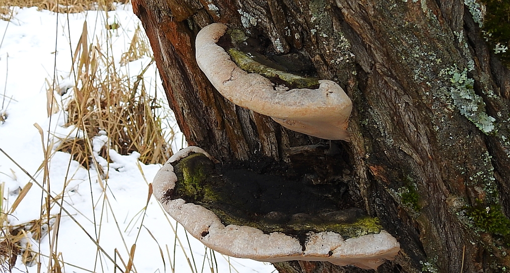 Korzeniowiec sosnowy (Heterobasidion annosum)