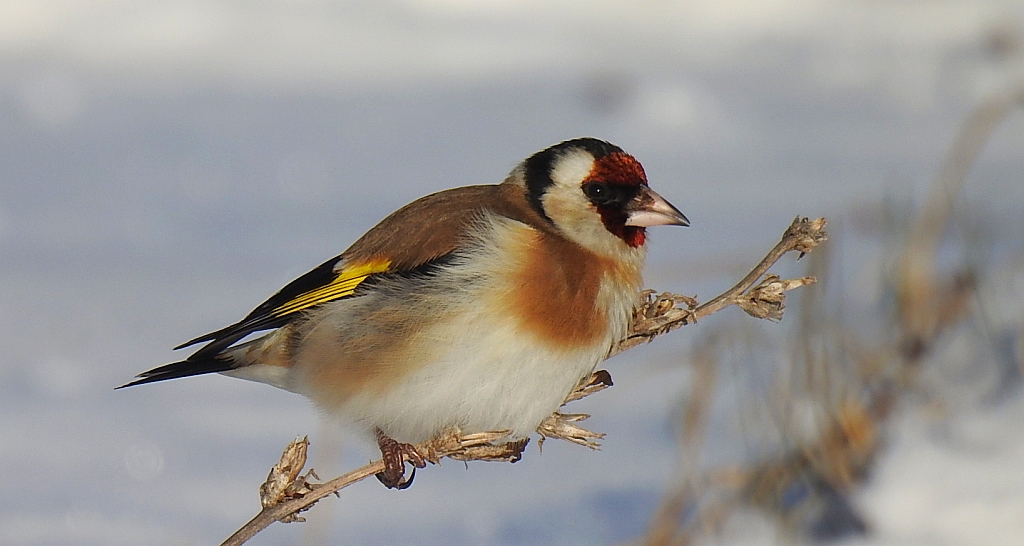 Szczygieł (Carduelis carduelis)