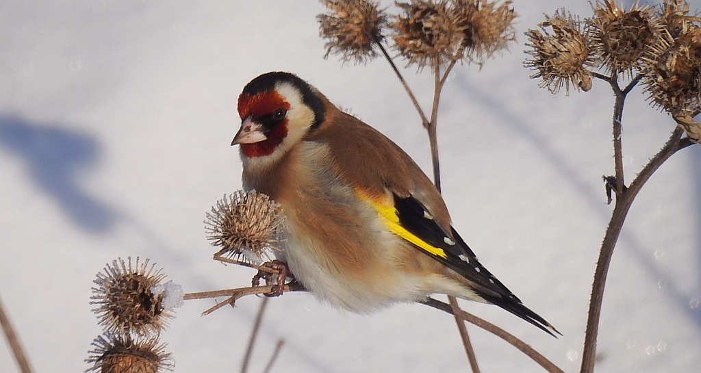 Szczygieł (Carduelis carduelis)
