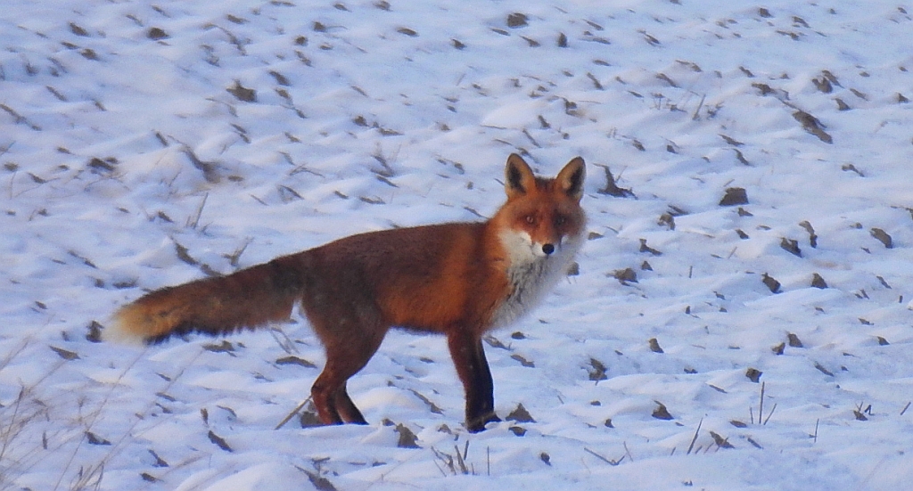 Lis rudy, lis pospolity (Vulpes vulpes)