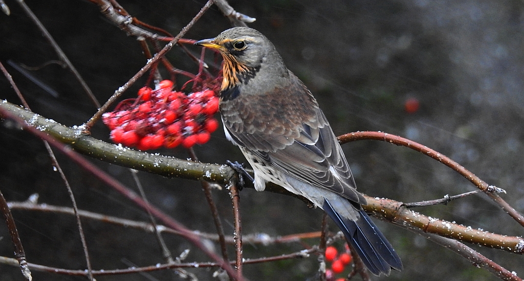 Kwiczoł (Turdus pilaris)
