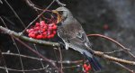 Kwiczoł (Turdus pilaris)