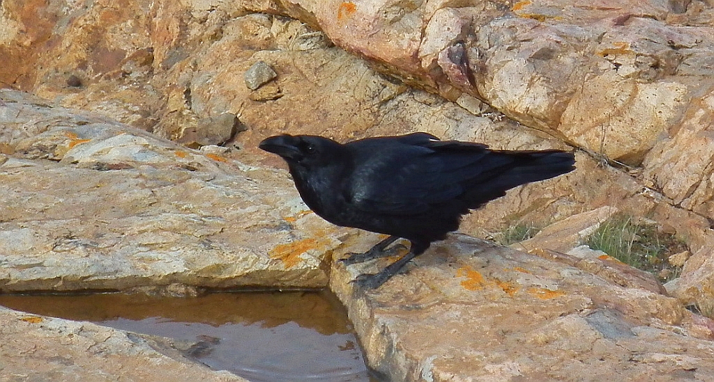 Kruk zwyczajny, kruk (Corvus corax)