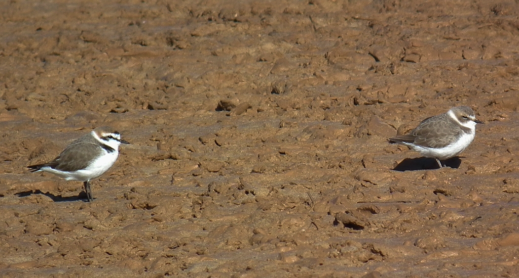 Sieweczka morska (Charadrius alexandrinus)