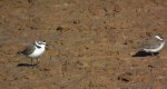 Sieweczka morska (Charadrius alexandrinus)