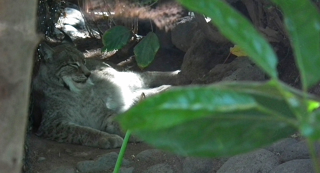 Ryś euroazjatycki, ryś (Lynx lynx)
