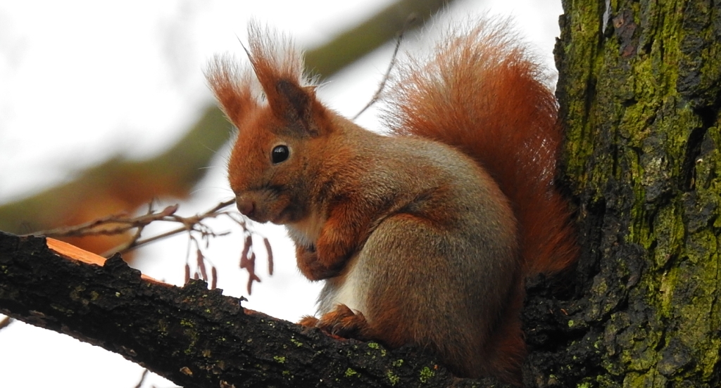 Wiewiórka pospolita (Sciurus vulgaris)