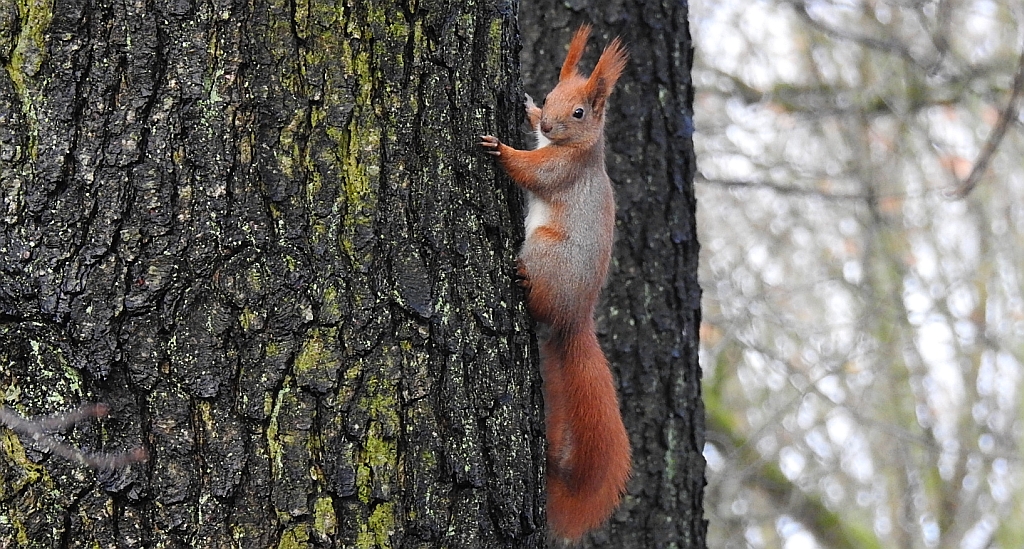 Wiewiórka pospolita (Sciurus vulgaris)
