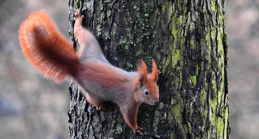 Wiewiórka pospolita (Sciurus vulgaris)