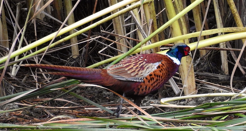 Bażant zwyczajny, bażant szlachetny, bażant łowny, bażant (Phasianus colchicus)