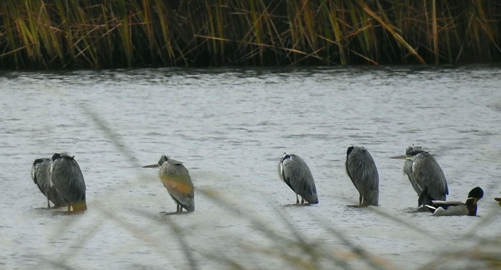 Czapla siwa (Ardea cinerea)