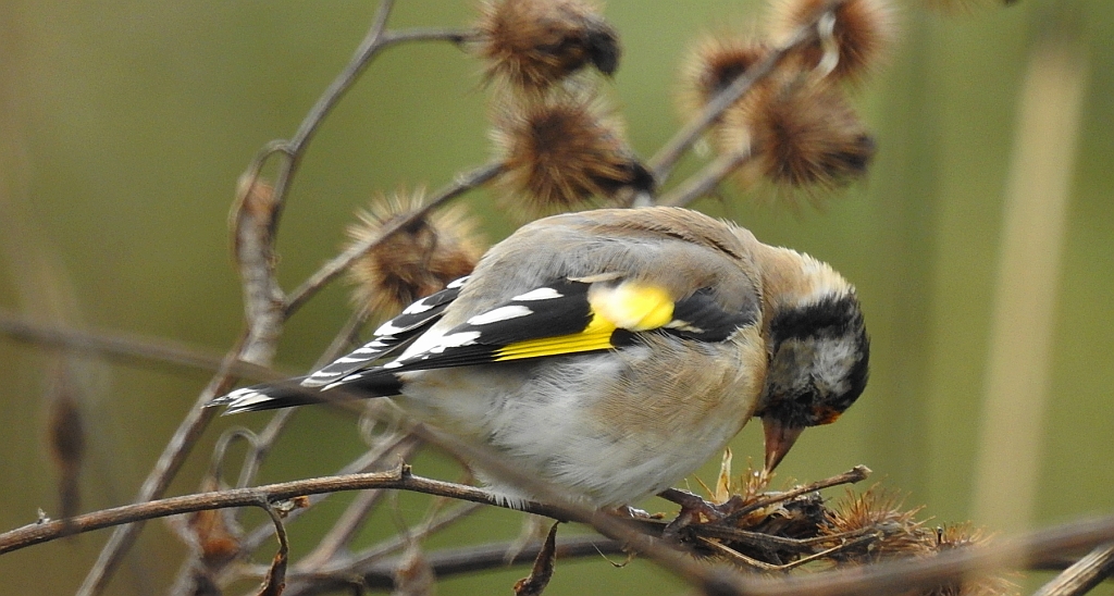 Szczygieł (Carduelis carduelis)