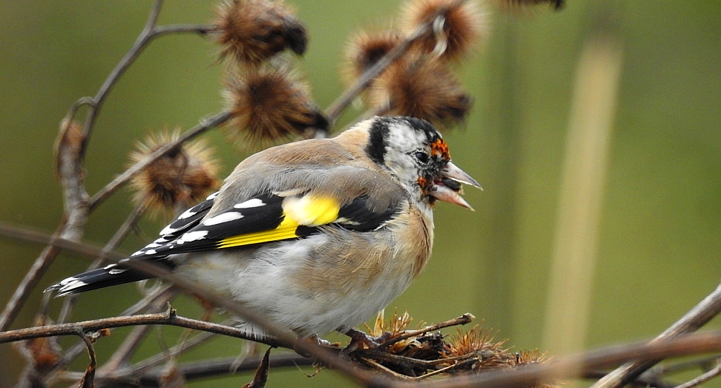 Szczygieł (Carduelis carduelis)