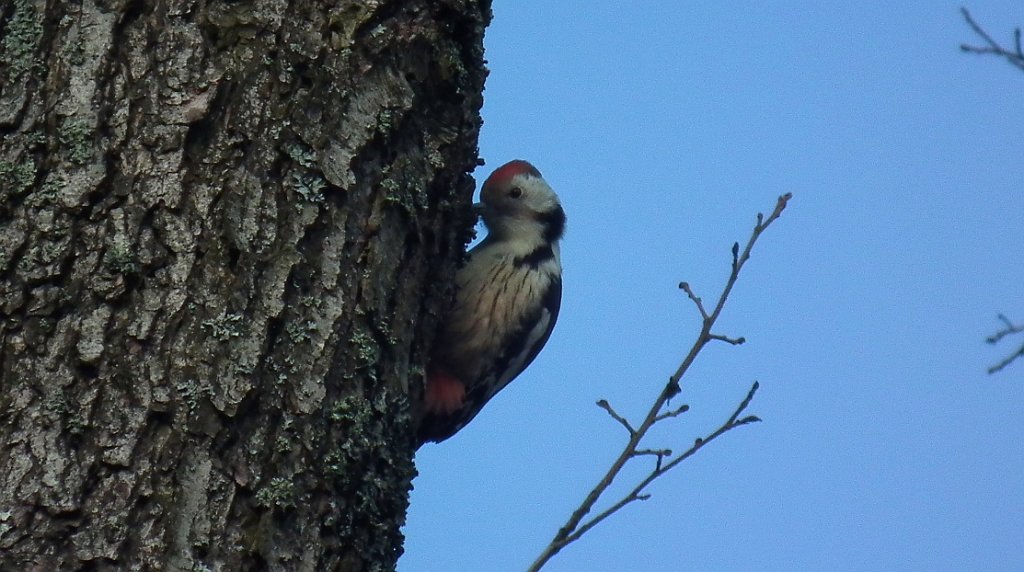 Dzięcioł średni (Dendrocopos medius)