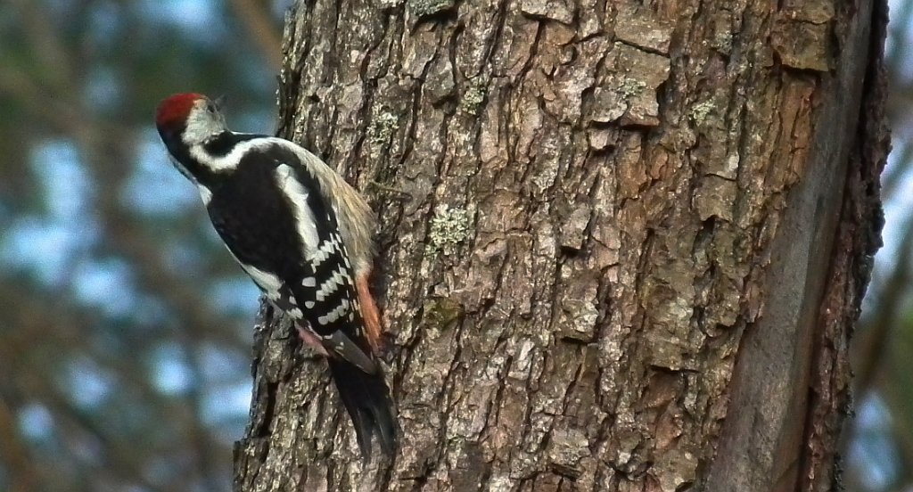 Dzięcioł średni (Dendrocopos medius)