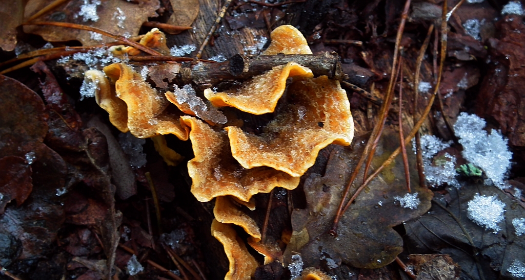 Skórnik szorstki (Stereum hirsutum)