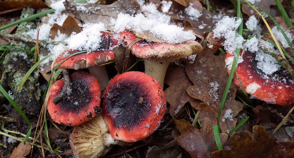 Gołąbek śliczny (Russula rosacea)