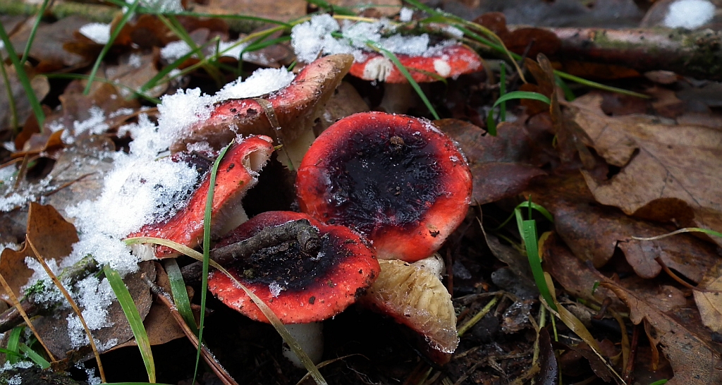 Gołąbek śliczny (Russula rosacea)