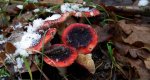 Gołąbek śliczny (Russula rosacea)